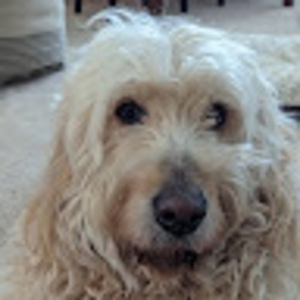 Meet your Posher, Doodle